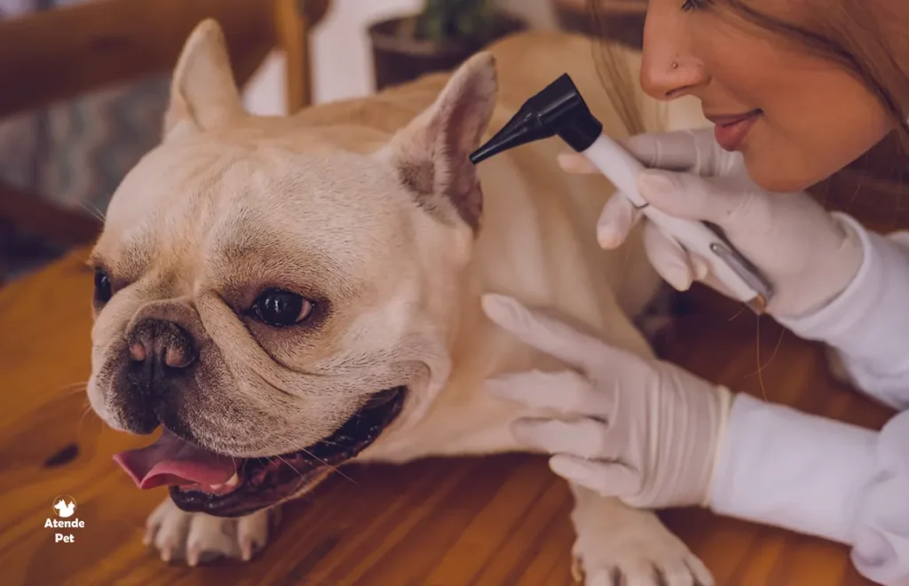 Usando a medicina veterinaria preventiva para prolongar a vida dos pets