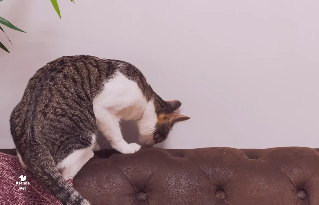 Como Ajudar um Gato a se Adaptar a Mudancas no Ambiente como uma Mudanca de Casa