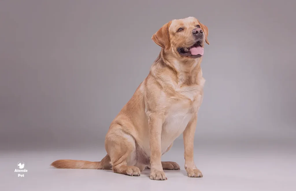 Como prevenir doencas especificas da raca do meu pet